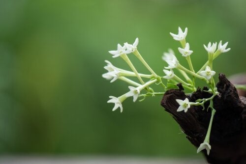 Грижа за растението „Кралица на нощта“, за да подсилим аромата му