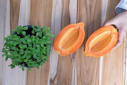 Как да отгледате и берете плод от папая у дома за по-малко от година