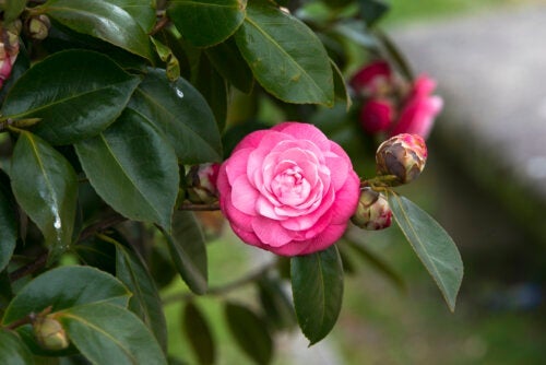 7 подобни на рози цветя за вашата градина