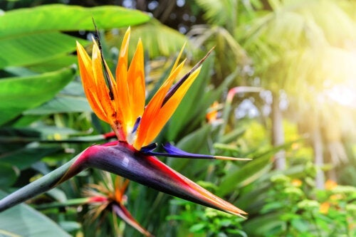 Растението Райска птица: Характеристики и грижи