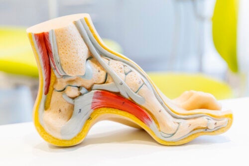 Анатомия на стъпалото и често срещани проблеми