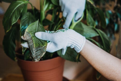 3 ефективни съвета за предпазване на вашите стайни растения от гъбички