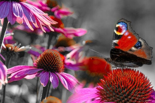 Растения, грижи и съвети за създаване на градина с пеперуди у дома