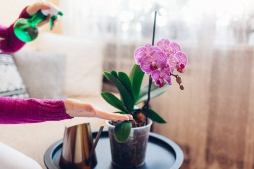 7 цветни стайни орхидеи за украса на вашия дом