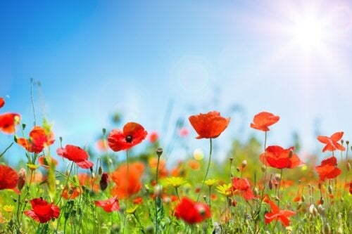 10 градински растения, които най-добре издържат на слънце и суша