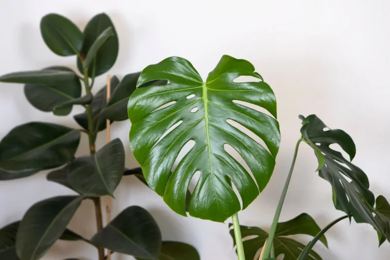 6 съвета за грижа за Monstera deliciosa