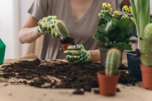 Как да пресадите кактус и да не се нараните: Ръководство стъпка по стъпка